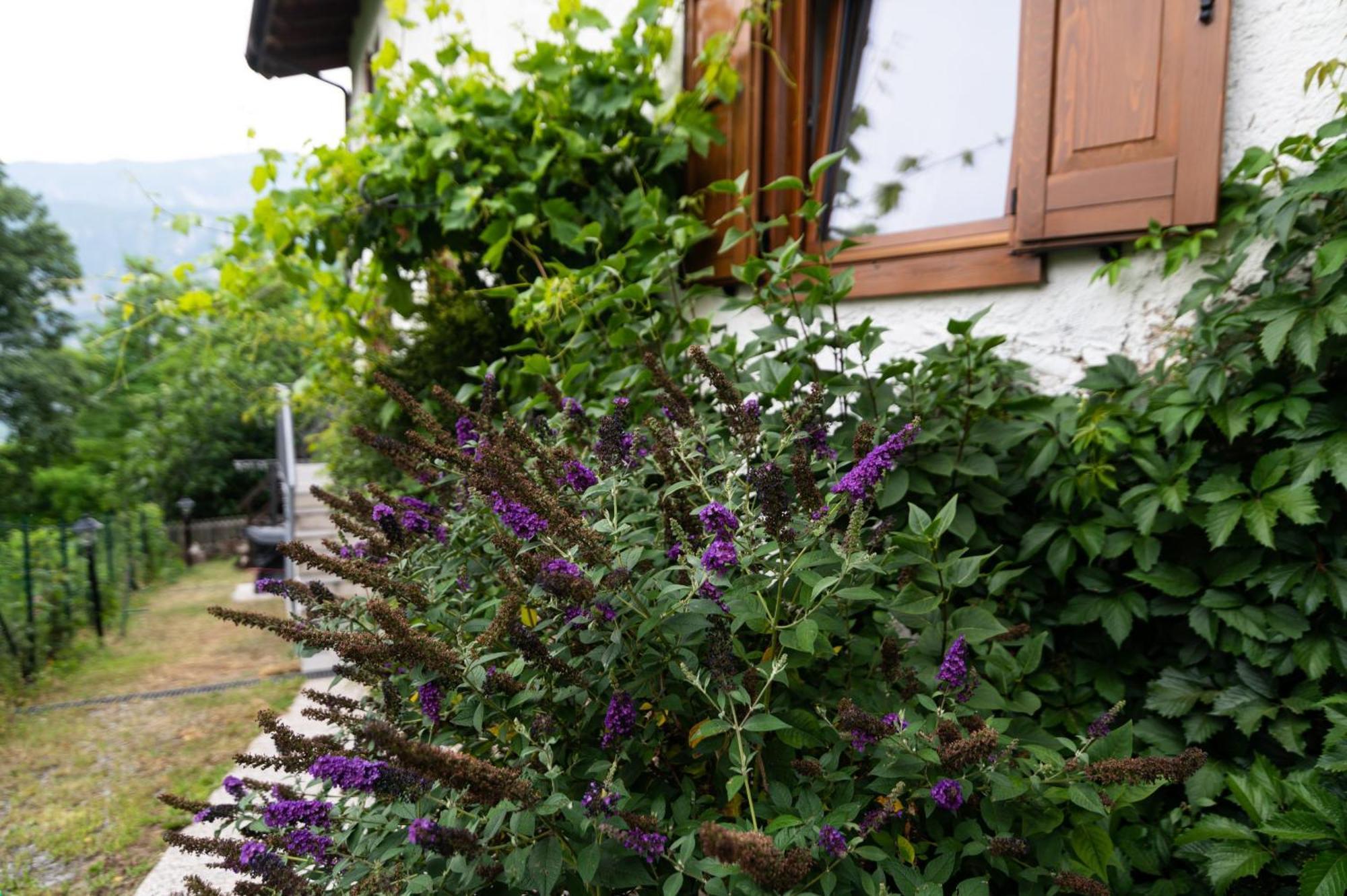 Cottage Lavanda E Rosmarino Lavis Luaran gambar